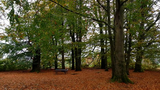 Rodt-Rodter Buchen (9)