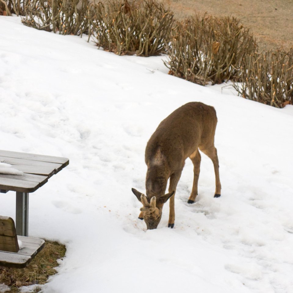 Roe deer buck in Brastad 2