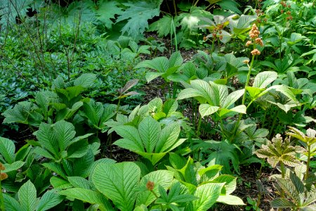 Rodgersia pinnata - Savill Garden - Windsor Great Park, England - DSC06456