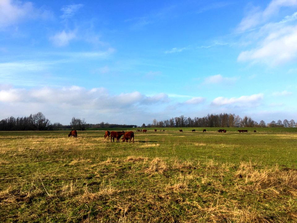 Rode geuzen in Haalderen