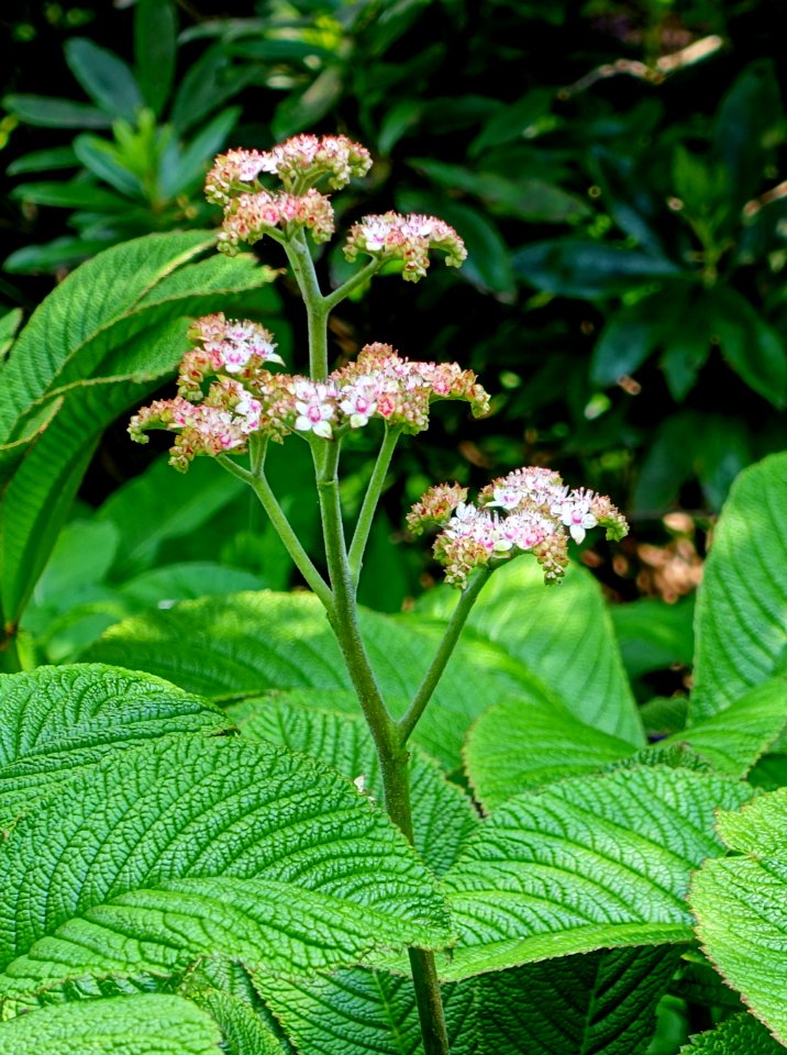 Rodgersia aesculifolia var. henricii - Savill Garden - Windsor Great Park, England - DSC06430