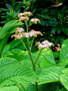Rodgersia aesculifolia var. henricii - Savill Garden - Windsor Great Park, England - DSC06430