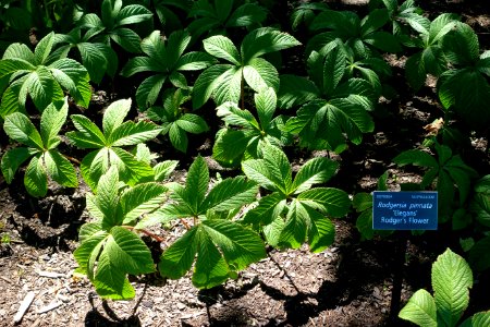 Rodgersia pinnata 'Elegans' - Coastal Maine Botanical Gardens - DSC03168