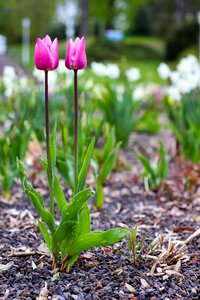 Bloom flora pink photo