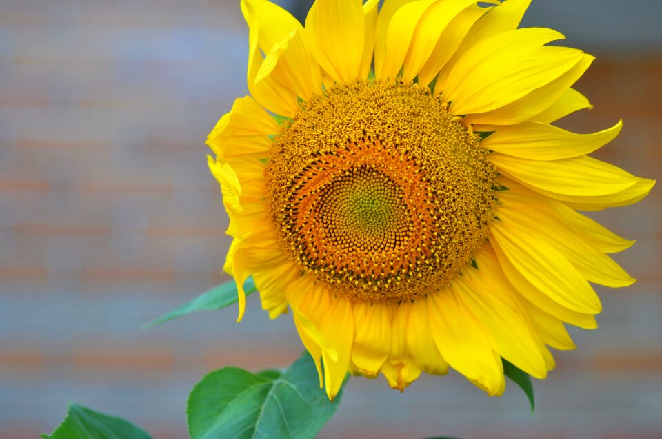Yellow sunny agriculture