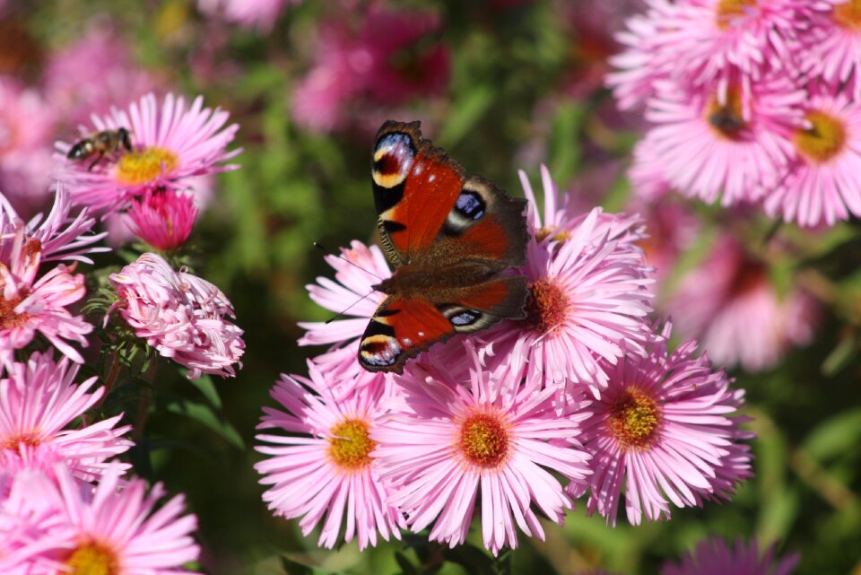 Butterfly autumn mood blossom