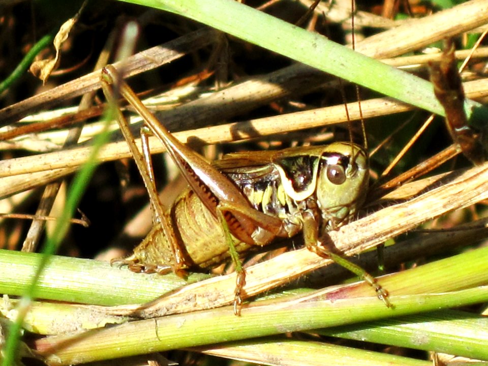 Roeseliana roeselii (Metrioptera roeselii) (Roesel's bush-cricket) (male), Arnhem, the Netherlands