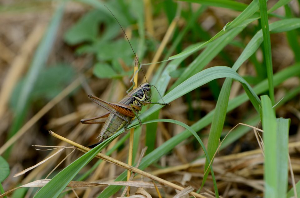 Roeseliana roeselii 01