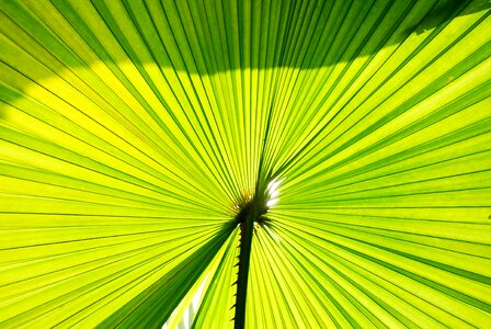 Green leaf plant photo