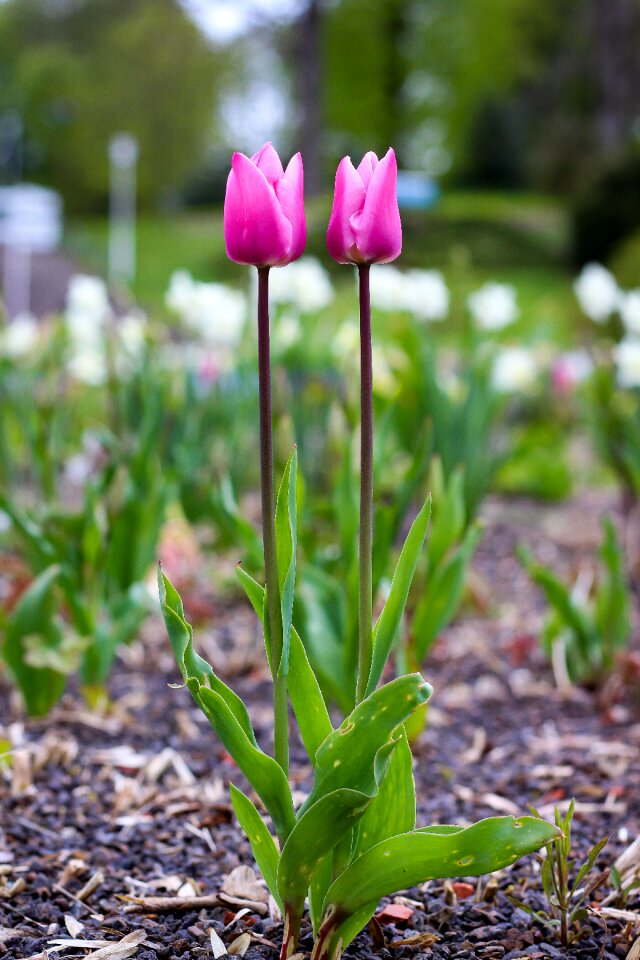 Bloom flora pink photo