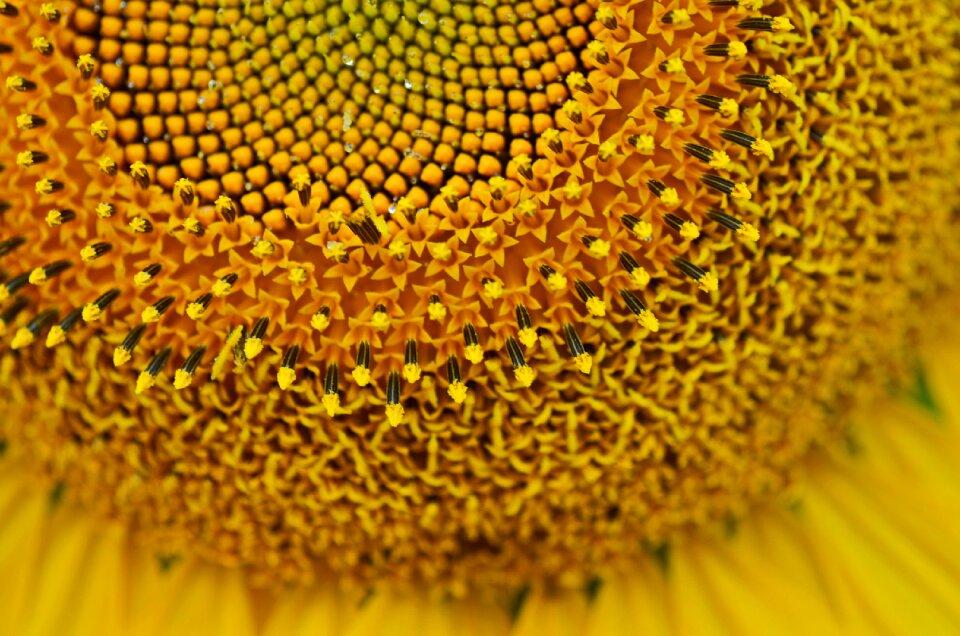 Season nature blooming