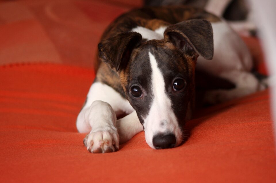 Whippet trust young animal