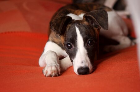 Whippet trust young animal photo