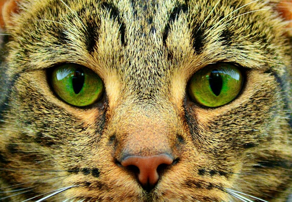 Animal pet domestic