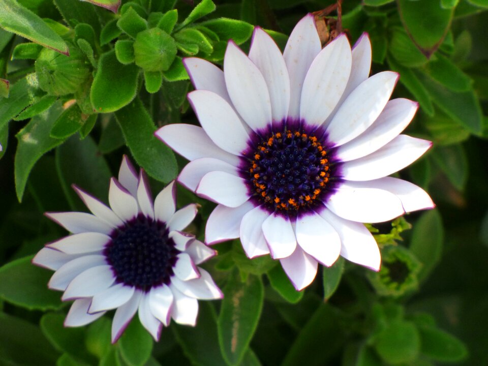 Beauty detail petals
