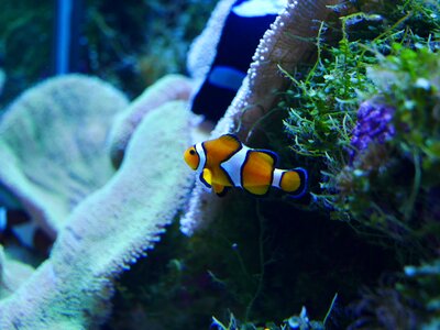 Coral sea fish photo