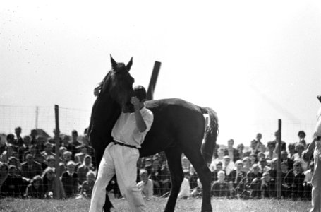 Rodeo in Schagen. Paardenvanger gaat hier achter een Friese hengst aan, Bestanddeelnr 920-6126