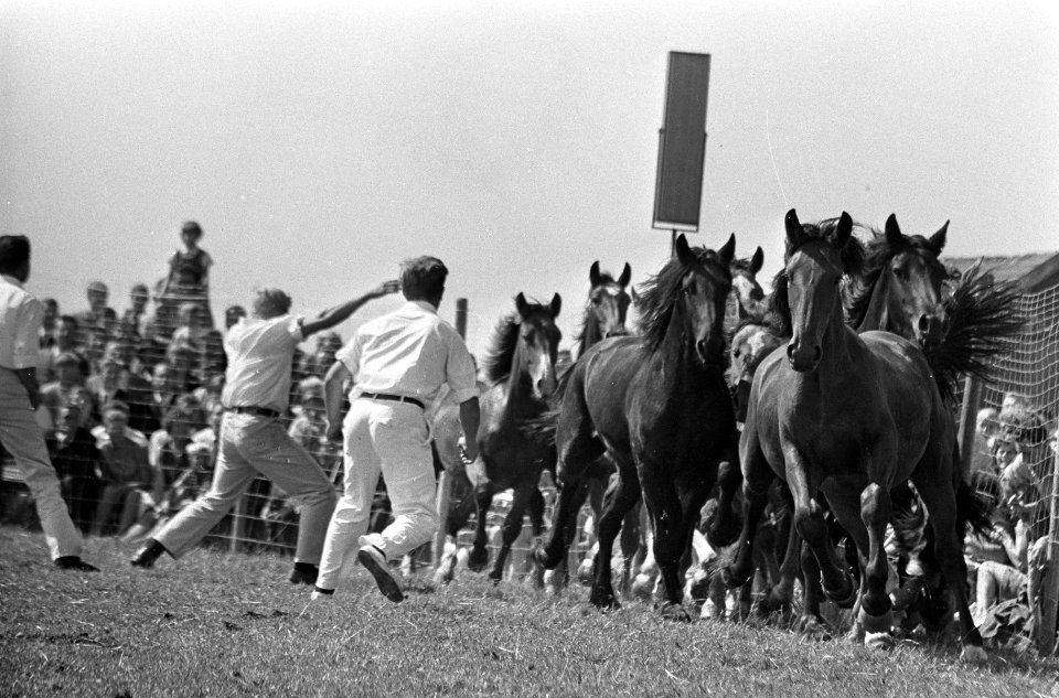 Rodeo in Schagen. De paarden opgejaagd door de paardenvangers en het schreeuwend, Bestanddeelnr 920-6122
