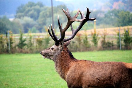 Wild red deer nature
