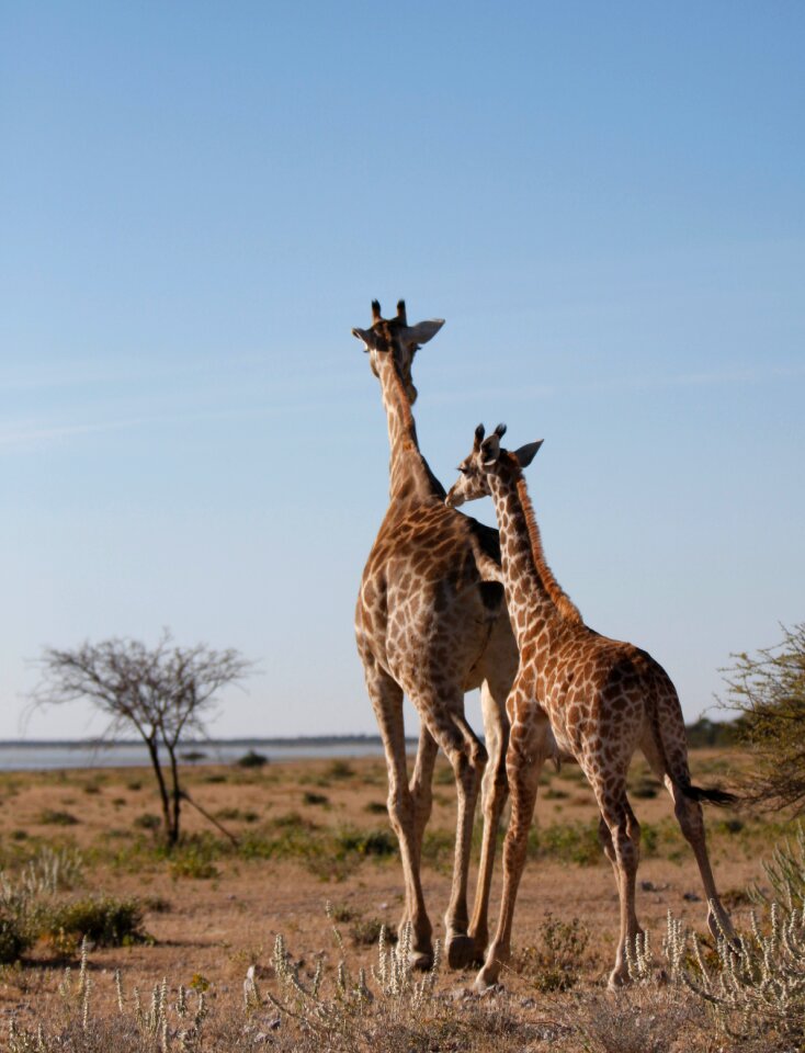 Namibia wildlife photography south africa photo