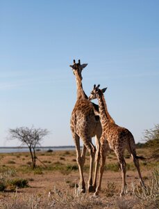 Namibia wildlife photography south africa
