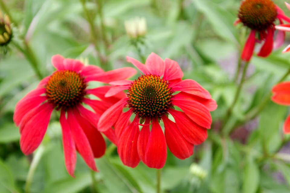 Bloom close up red