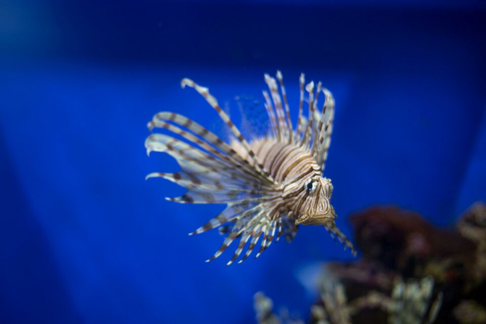 Aquarium vndh russia
