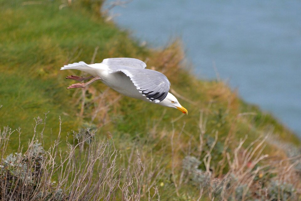 Bird normandy nature