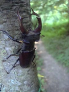 Roháč obecný z Podkomorských lesů photo