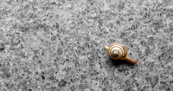 Shell granite natural stone
