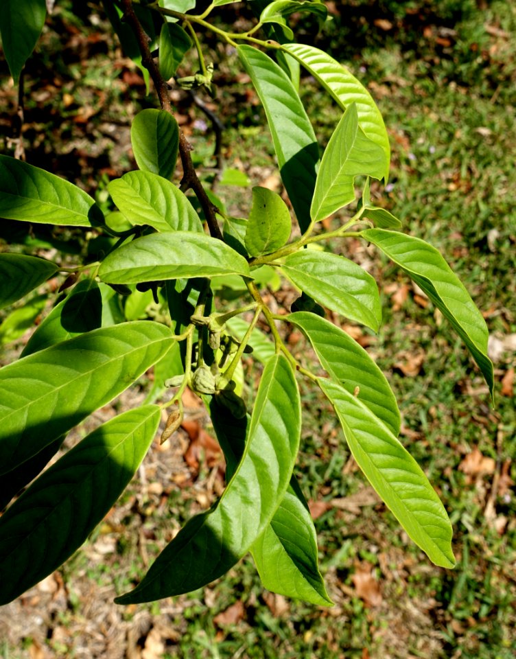 Rollinia sp. - Fruit and Spice Park - Homestead, Florida - DSC08961