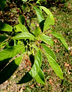Rollinia sp. - Fruit and Spice Park - Homestead, Florida - DSC08961