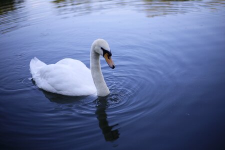 Lake pond white