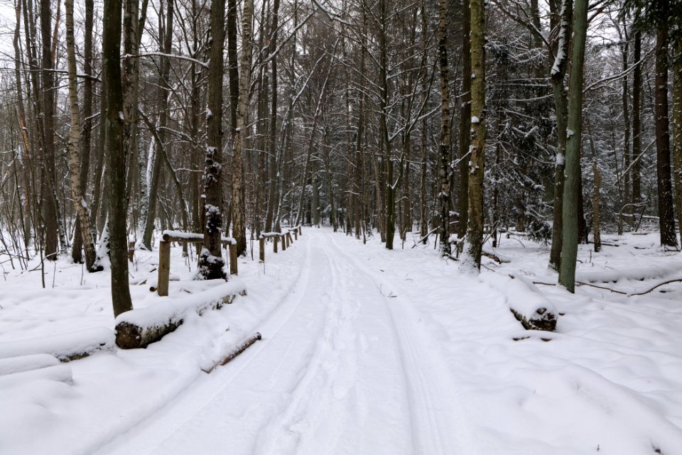 Rohrpfuhl nature reserve with snow 2021-02-09 12