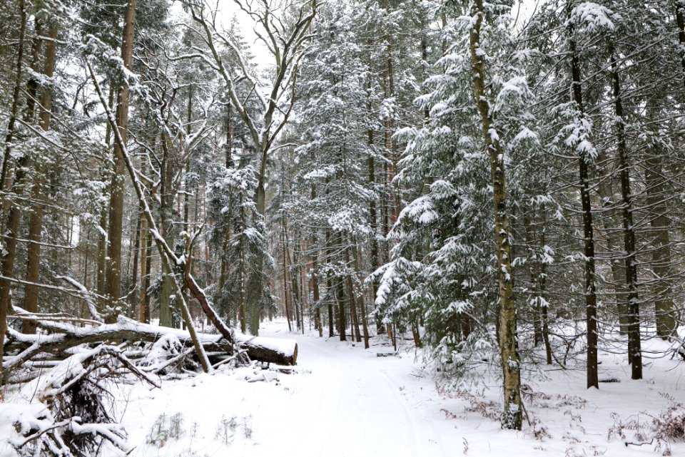 Rohrpfuhl nature reserve with snow 2021-02-09 17
