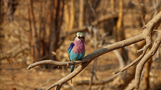 Bird africa botswana