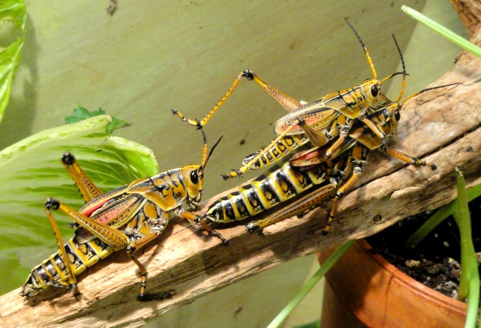 Romalea guttata - National Museum of Natural History, United States - DSC08524