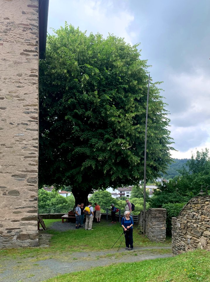 Rod an der Weil, Lutherlinde (1)