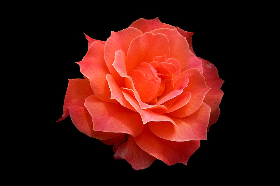 Close up rose bloom bad kissingen