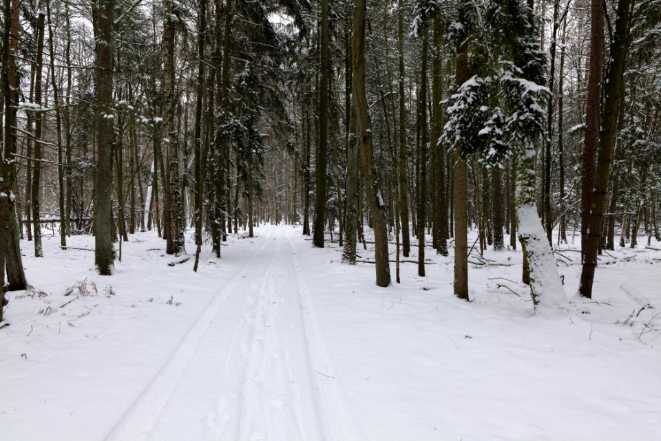 Rohrpfuhl nature reserve with snow 2021-02-09 13