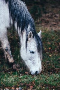 Graze animal outdoors