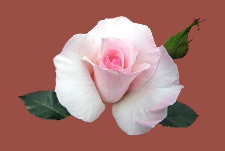 Close up rose bloom bad kissingen