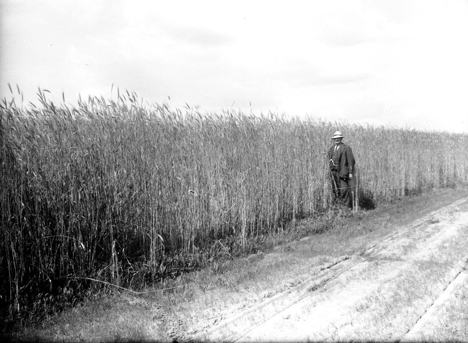 Rogge, landgoed, de snippert, Bestanddeelnr 192-0462
