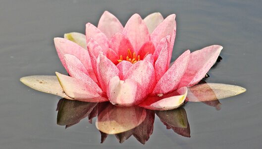 Mirroring flowers pond