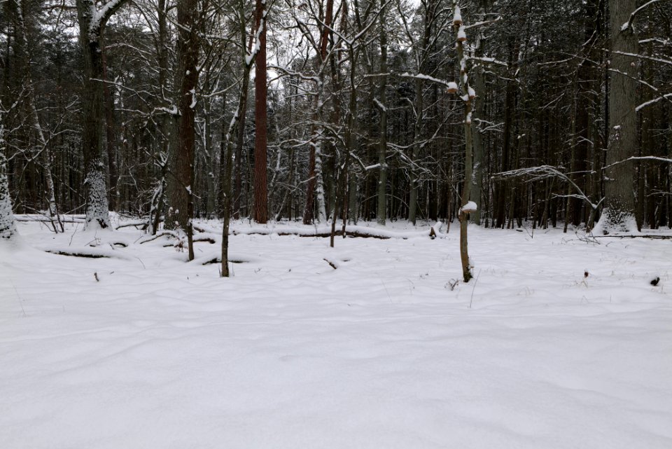 Rohrpfuhl nature reserve with snow 2021-02-09 06