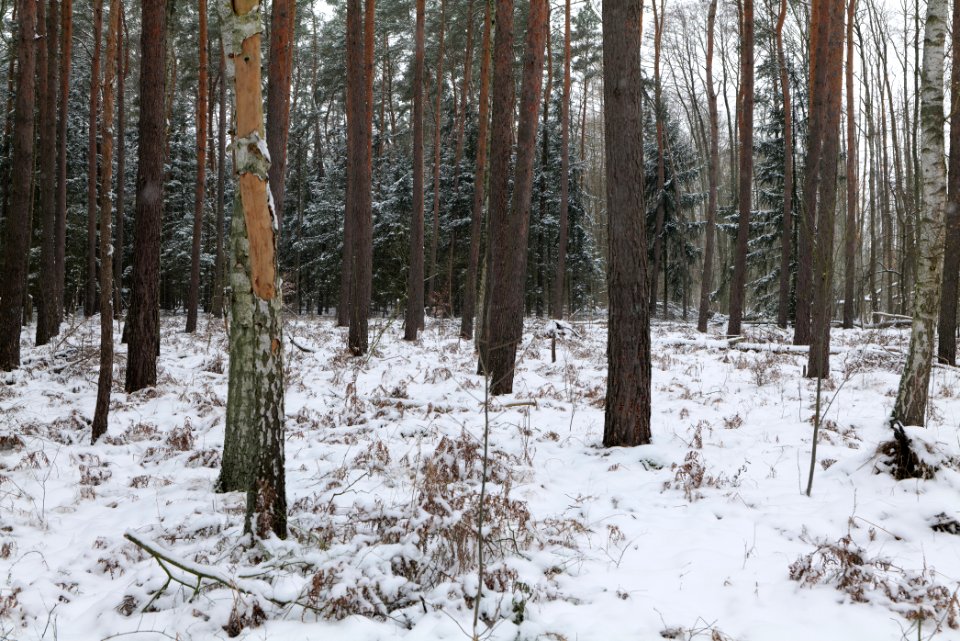 Rohrpfuhl nature reserve with snow 2021-02-09 14