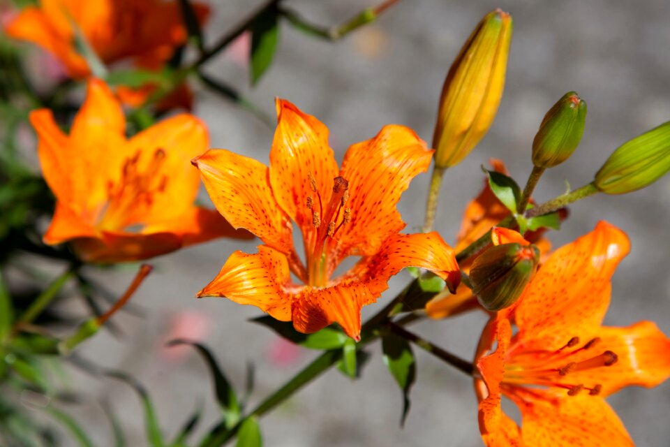 Flora botanic leaves
