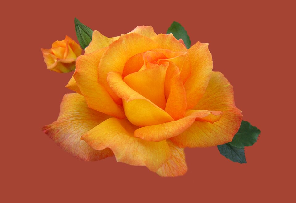 Close up rose bloom bad kissingen