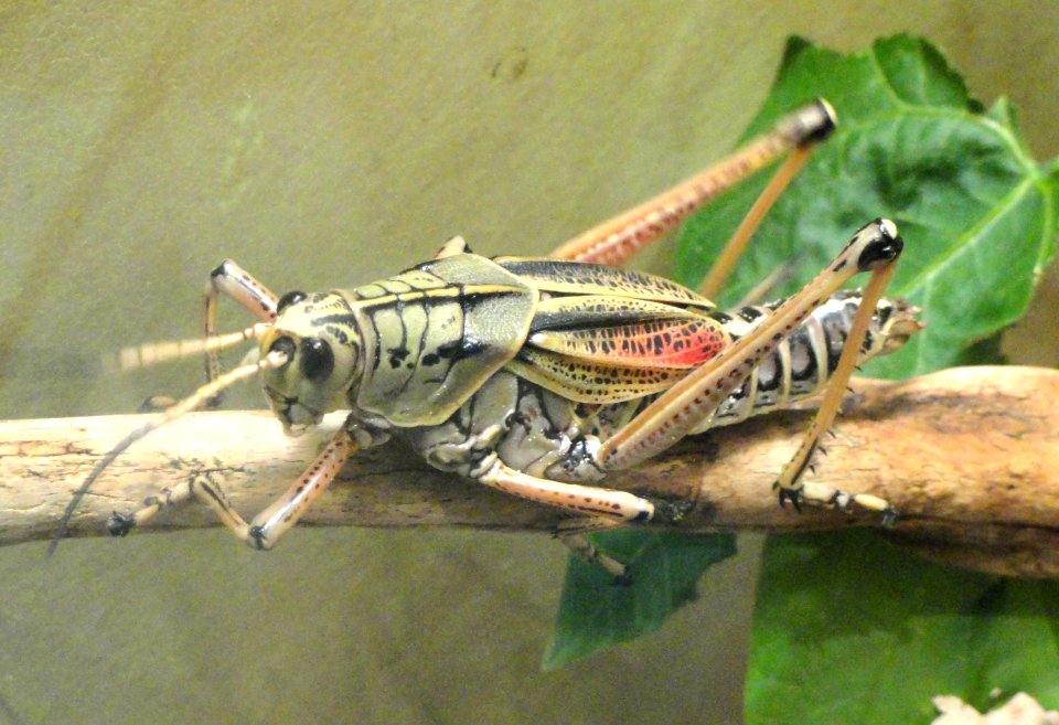 Romalea guttata - National Museum of Natural History, United States - DSC08527