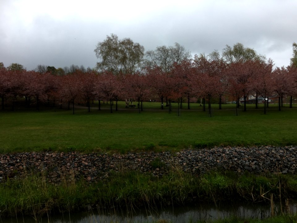 Roihuvuori Japanese garden